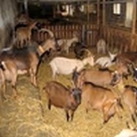Les animaux de la ferme Chzovr18
