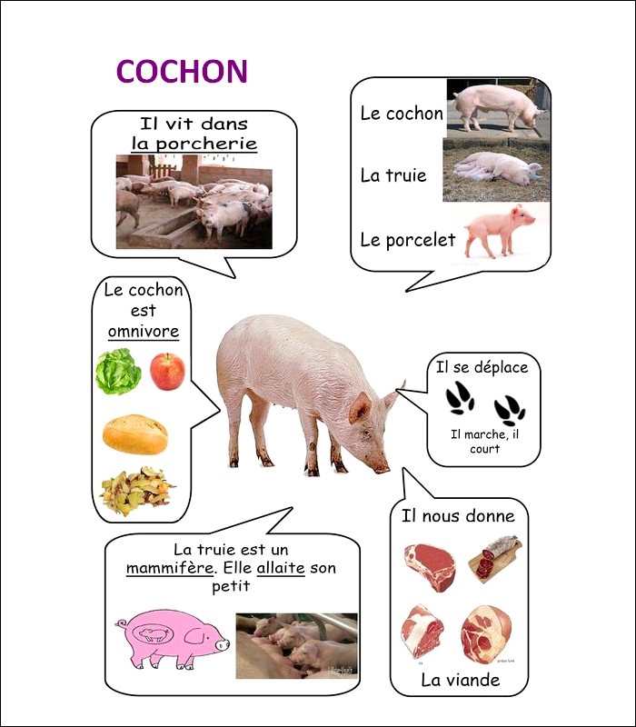 FLASH CARDS Les animaux  Cochon24