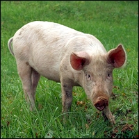 Fiche technique : le cochon Cochon25