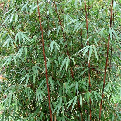 Florys et la cellule de bambou Florys12
