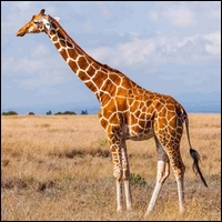Les animaux sauvages Girafe13