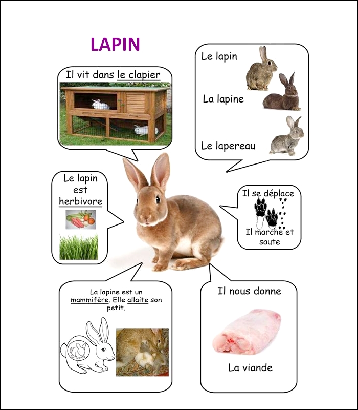 FLASH CARDS Les animaux  Lapin19