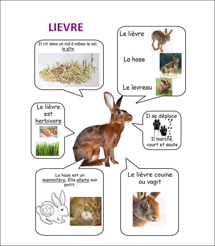 FLASH CARDS Les animaux  Lievre10