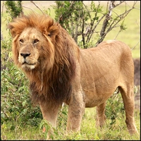 Les animaux sauvages Lion11