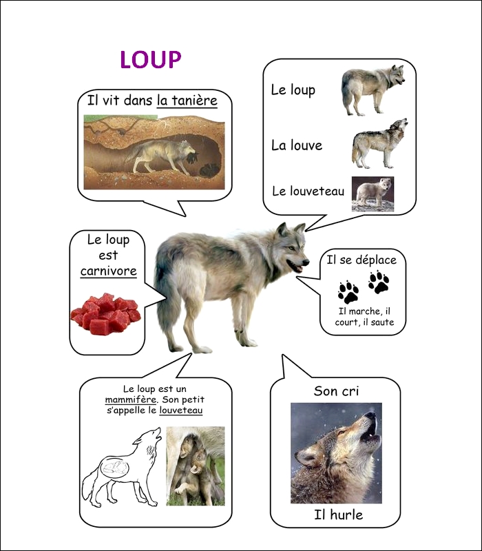 FLASH CARDS Les animaux  Loup14