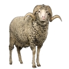 Bilderbuch : Nutztiere Mouton10