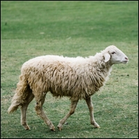 Les animaux VOCABULAIRE Mouton13