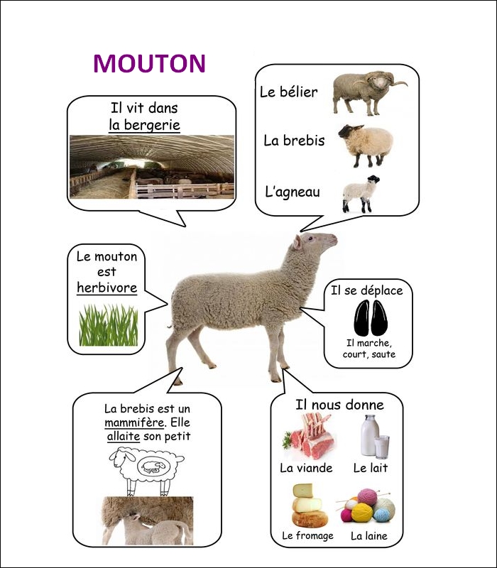 FLASH CARDS Les animaux  Mouton16