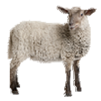 Les animaux de la ferme Mouton73