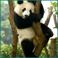 Les animaux de la forêt Panda13