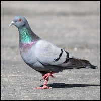 Les animaux VOCABULAIRE Pigeon11