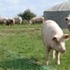 Farm animals Porche11