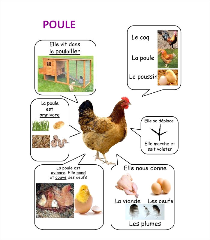 FLASH CARDS Les animaux  Poule23