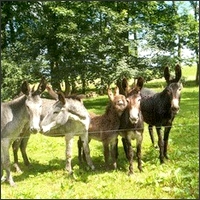 Les animaux en famille Pre11