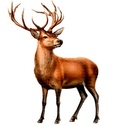 Animaux sauvages Cerf_o10