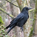 Sortie en forêt Corbea18