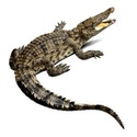 Animaux sauvages Crocod14