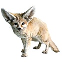 Animaux sauvages Fennec12