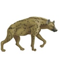 Animaux sauvages Hyene_10
