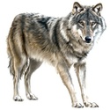 Animaux sauvages Loup_p10