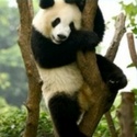 Sortie en forêt Panda16