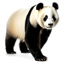 Animaux sauvages Panda_10