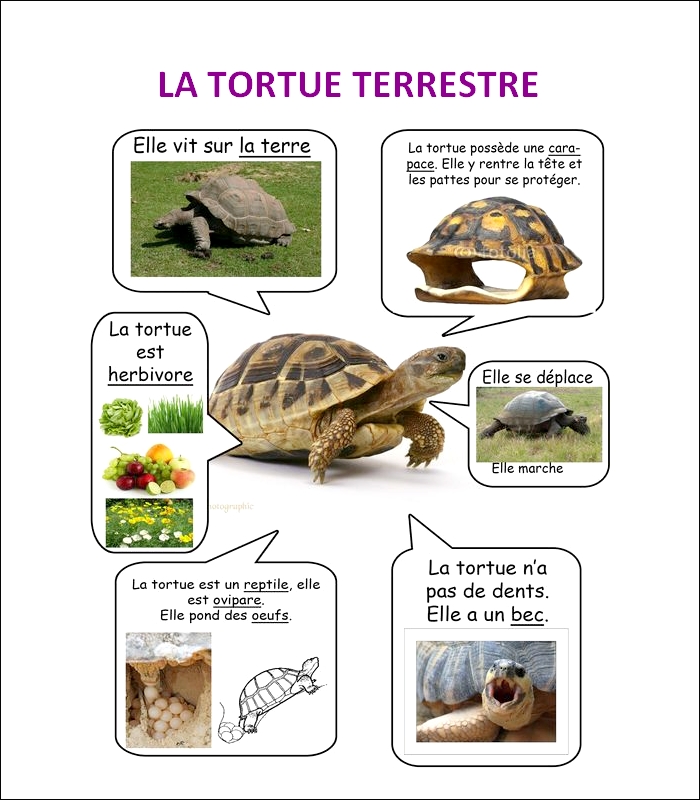 FLASH CARDS Les animaux  Tortue16