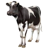 Bilderbuch : Nutztiere Vache10