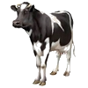 Farm animals Vache11