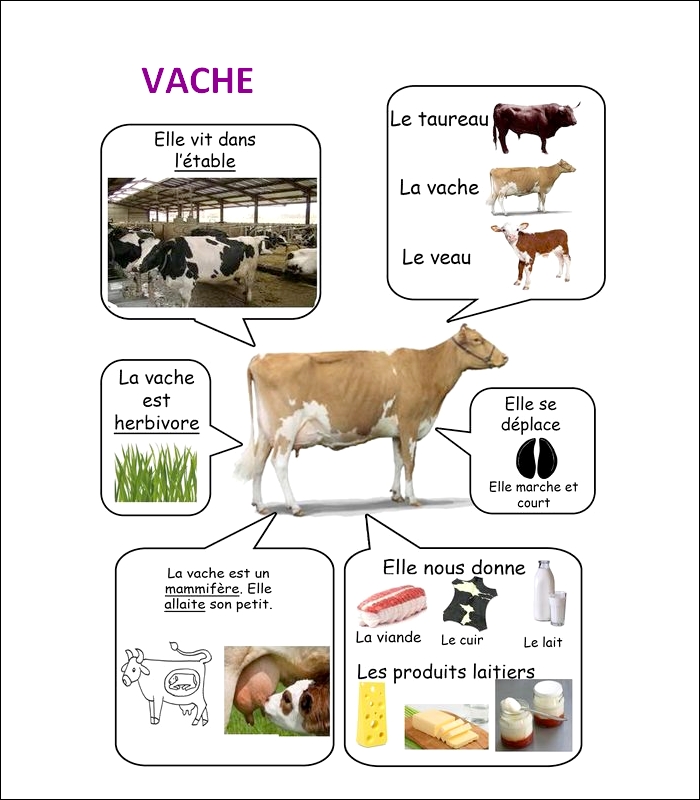 FLASH CARDS Les animaux  Vache18