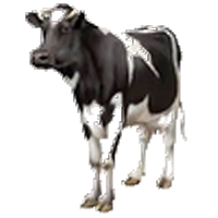 Les animaux de la ferme Vache23