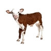 Picture book : Farm animals Veau11