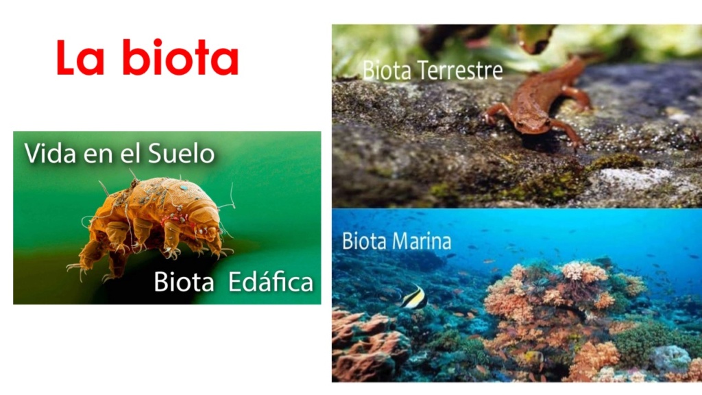 La biota Whats193