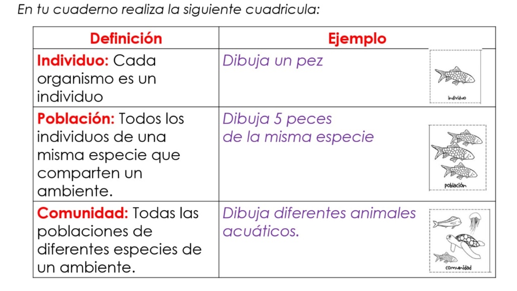 Los niveles de organización en los ecosistemas Clase 2 Whats207