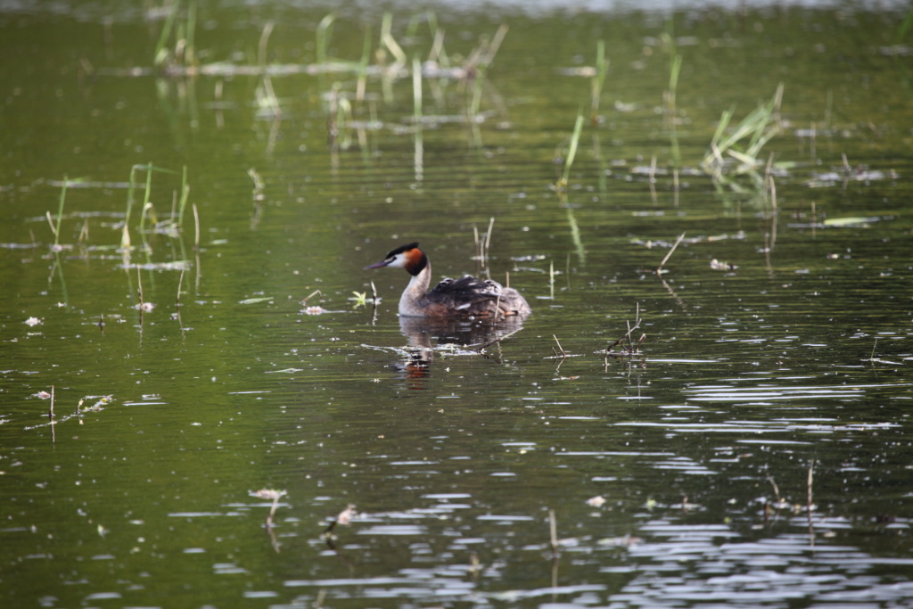 grebe huppé Img_0013