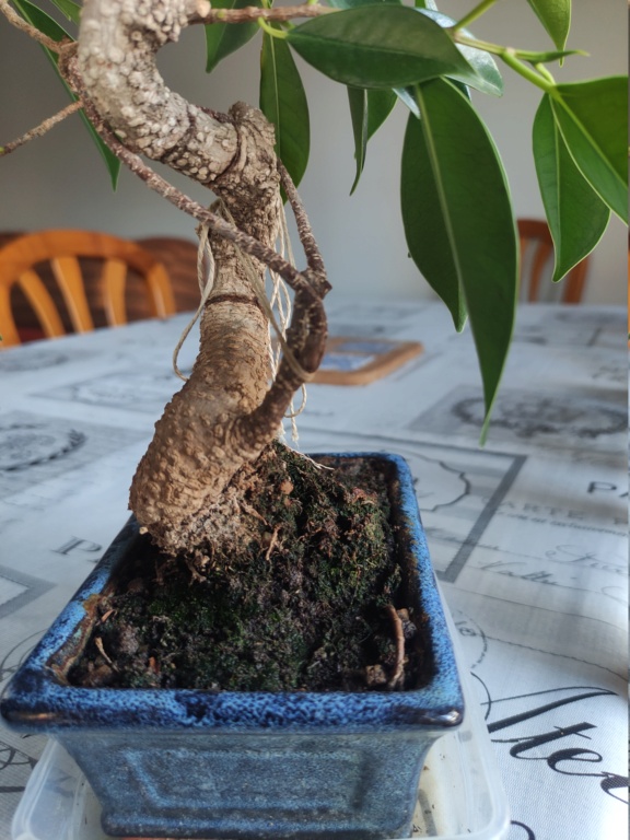 Ficus con ramitas principales muy finas 16375014