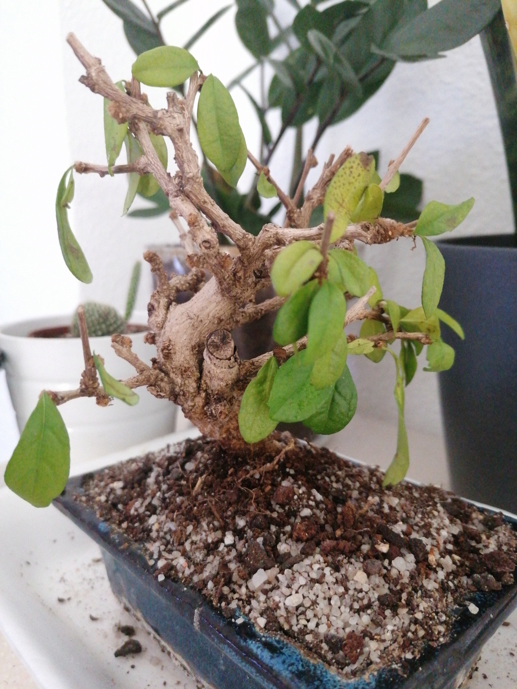 Mi bonsai Carmona se muere 16446710