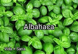 La albahaca Img_2013