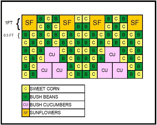 Garden Chart for corn beans radish and beets.  Corn_b12