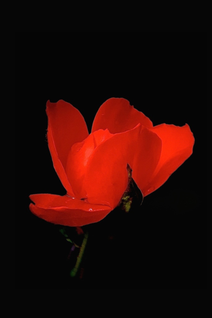 [Flore]  ☞ Rose rouge dans le noir. 20221129
