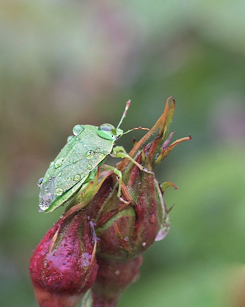 [Macro_et_Proxy]  ☞ Un 1er mai bien arrosé, en plein sur l'oeil. Img_6710