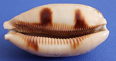 Arestoides argus (L., 1758) Argus_11