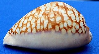 Mauritia mauritiana - (Linnaeus, 1758) Maurit10