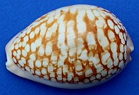 Mauritia mauritiana - (Linnaeus, 1758) Maurit11