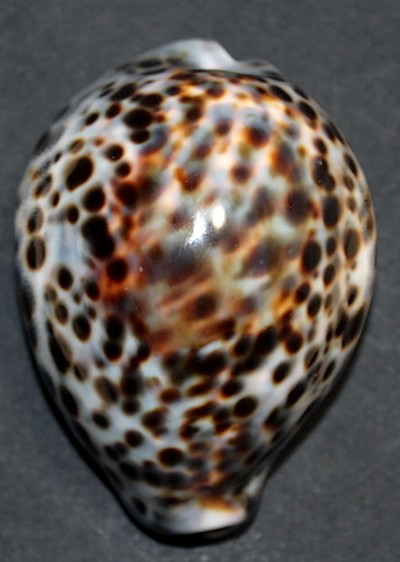 Cypraea tigris bleue Tigris19
