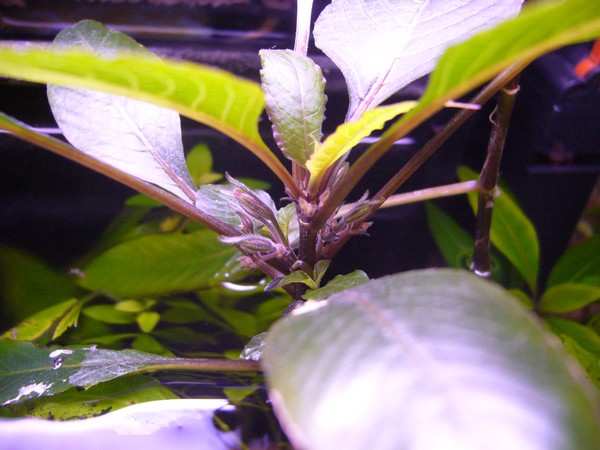 Hygrophila corymbosa "siamensis" Fleur10