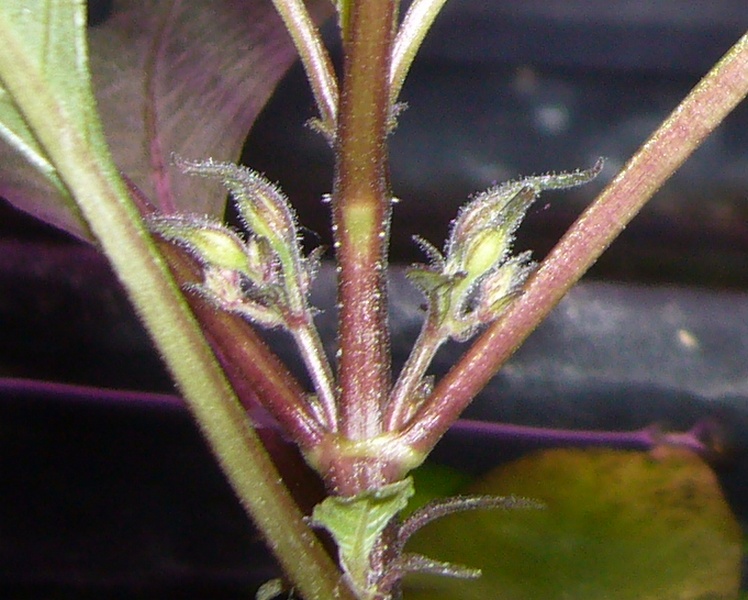 Hygrophila corymbosa "siamensis" Fleur_10