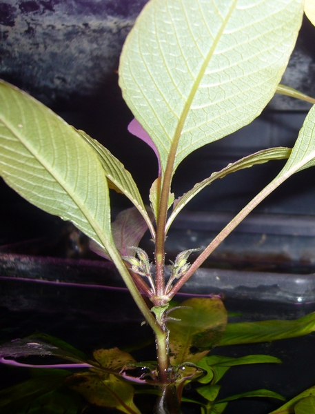 Hygrophila corymbosa "siamensis" Plante13