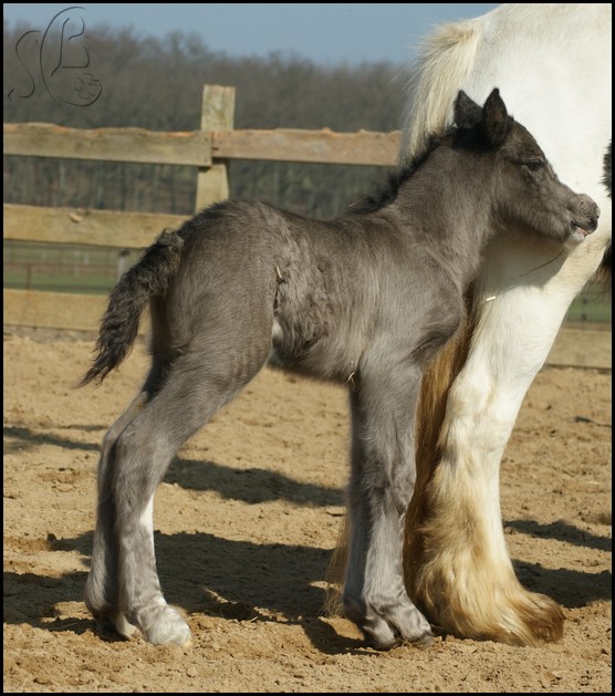 12 - 04 IC... Chaïlynn de bohême - Lucky Penny x Aslan Dsc07811