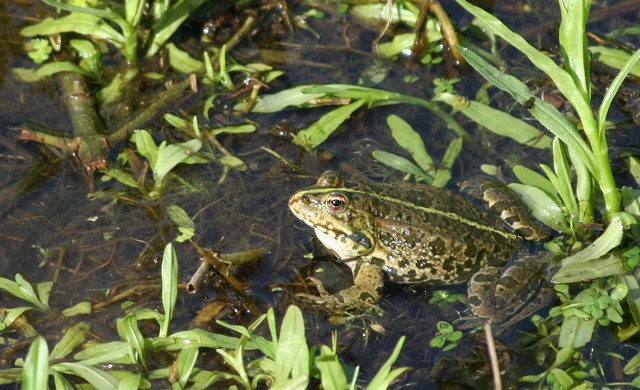 tortue de floride... Img_1518